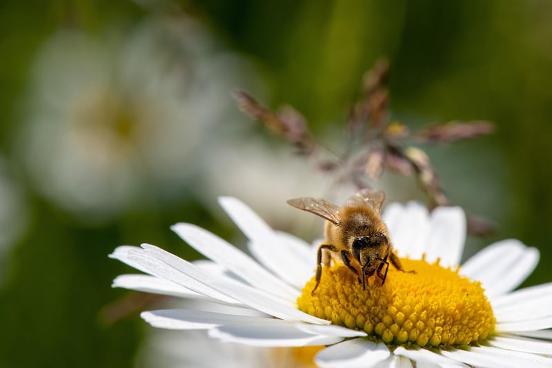Air-Purifying Species